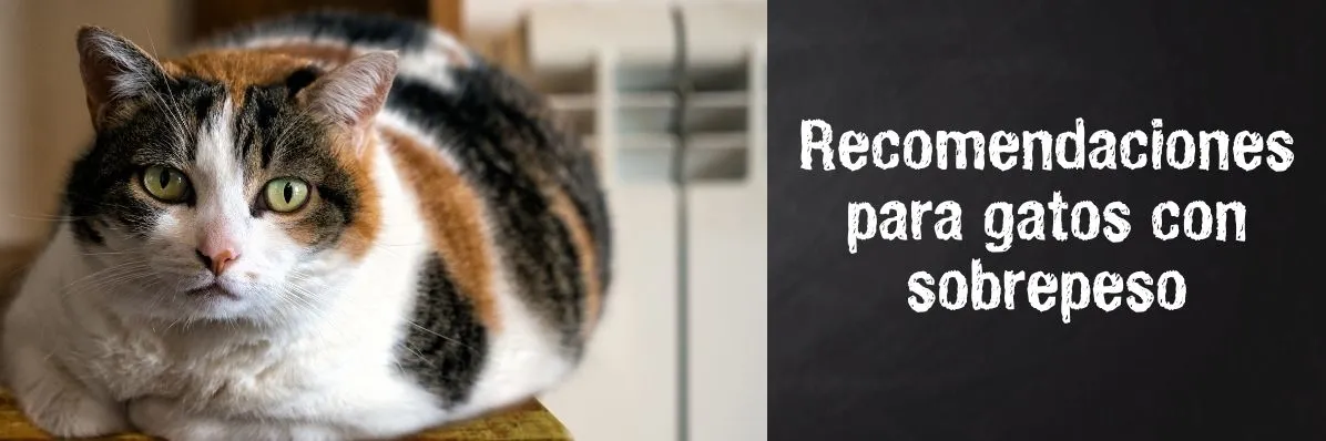 Gato con sobrepeso tumbado
